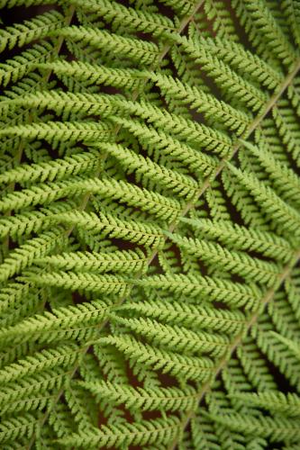 Fern